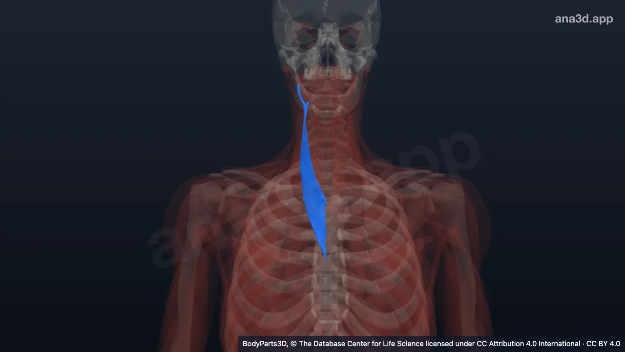 3D model: right splenius cervicis