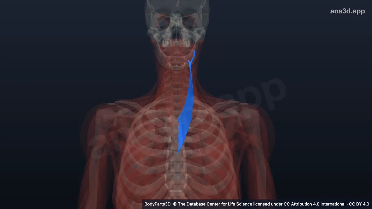 3D model: left splenius cervicis