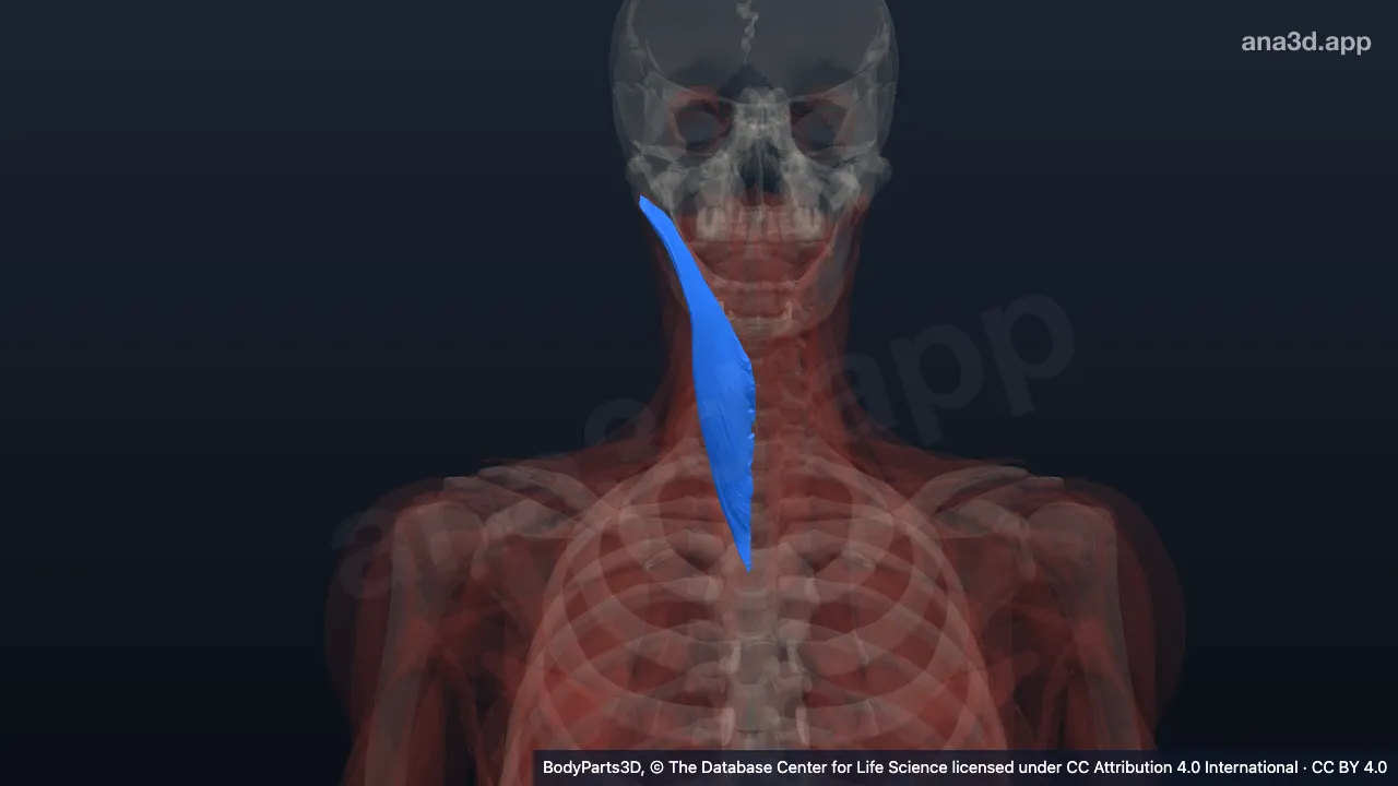 Model 3D: Otot splenius kapitis kanan