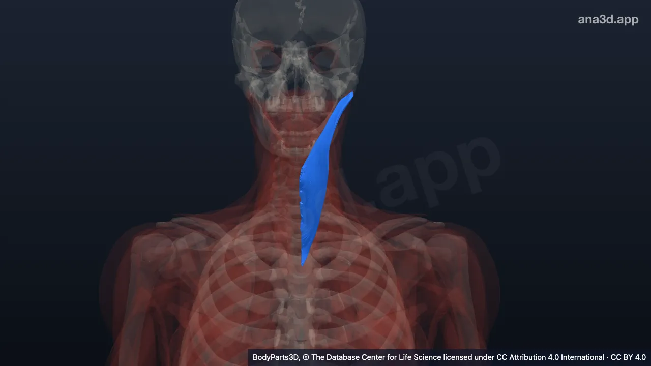 3D-Modell: Linker Musculus splenius capitis