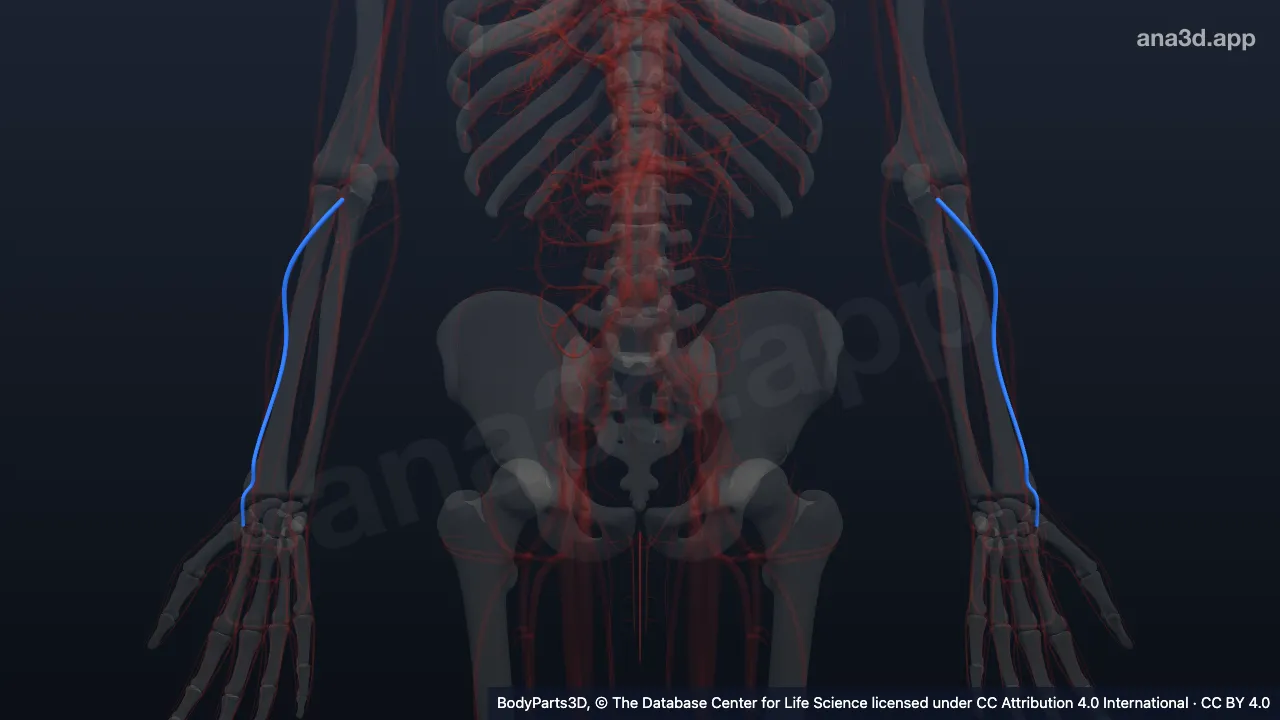 3D model: radial artery