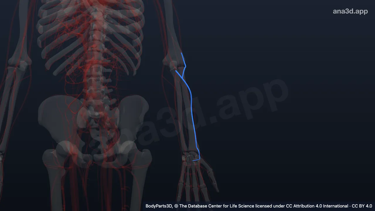 3D-Modell: Linke Arteria radialis