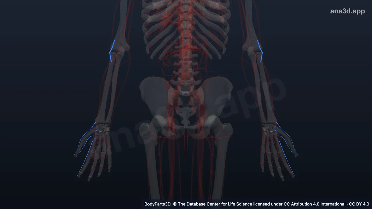 3D-Modell: Ast der Arteria radialis