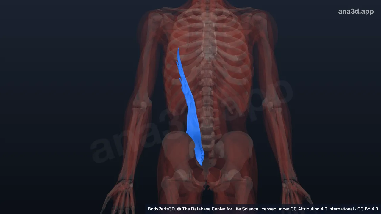 3D model: right iliocostalis lumborum