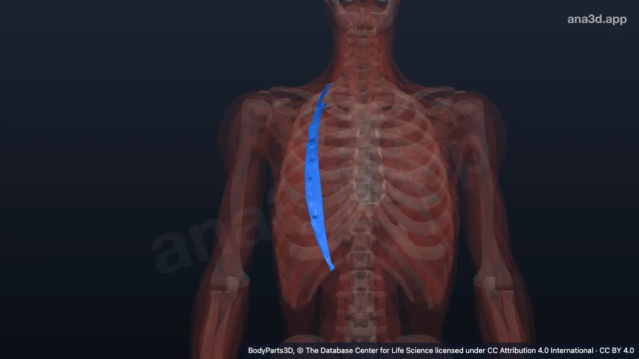 3D model: right iliocostalis thoracis