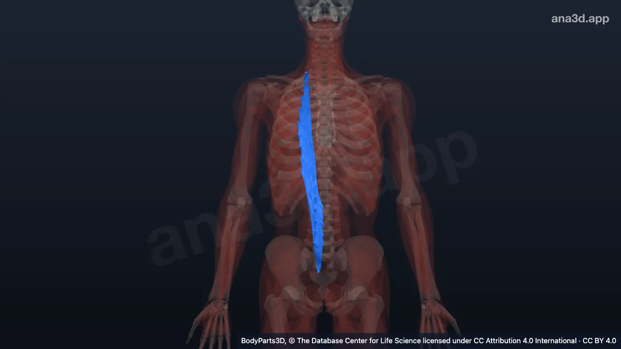 3D model: right longissimus thoracis