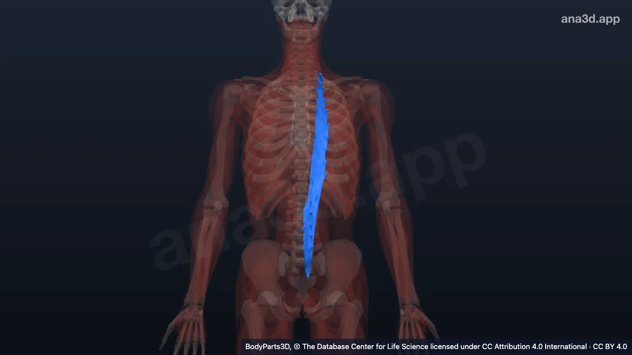 3D model: left longissimus thoracis