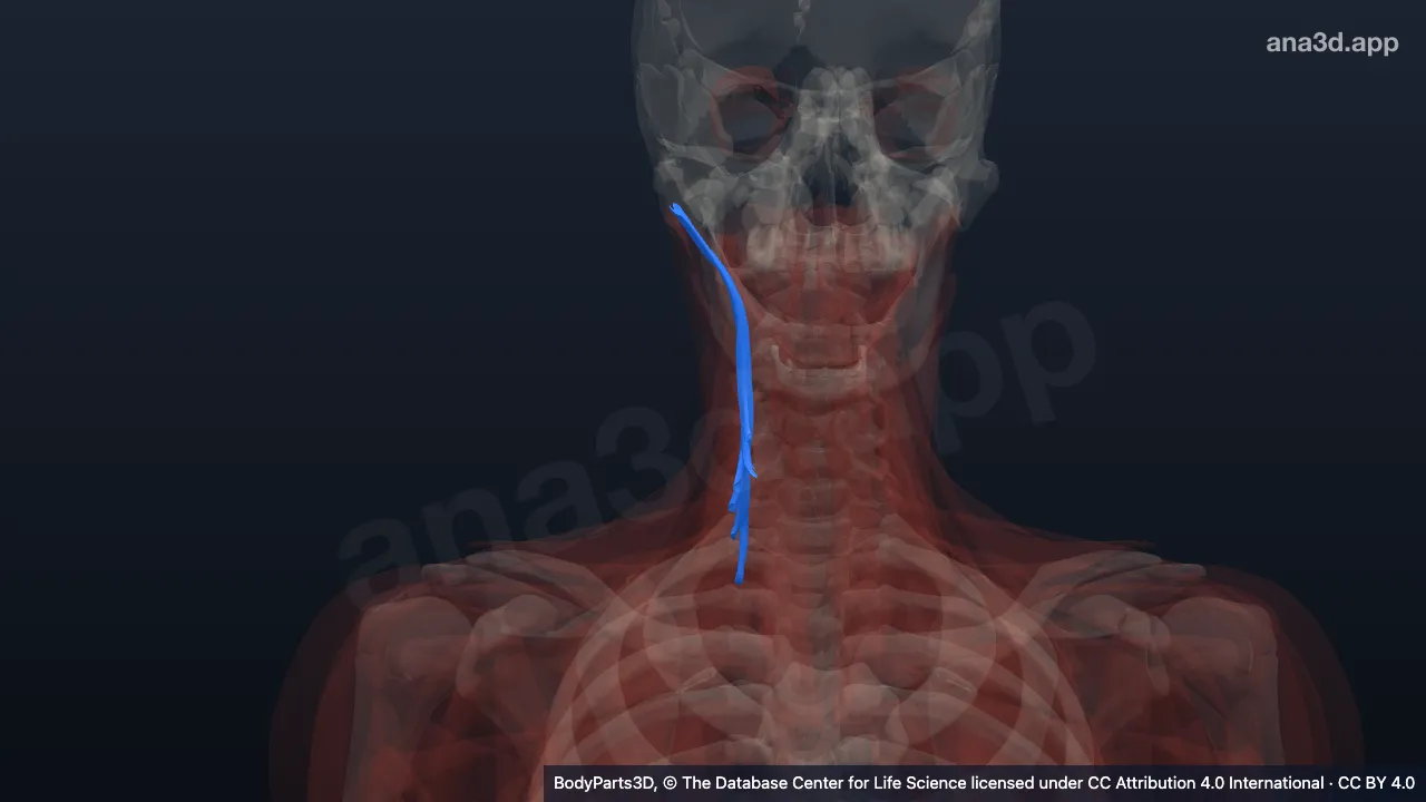 3D model: right longissimus capitis