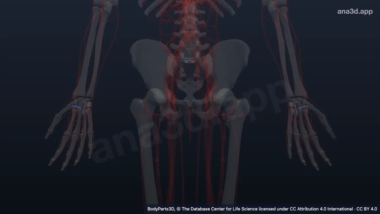 3D model: dorsal carpal branch of radial artery