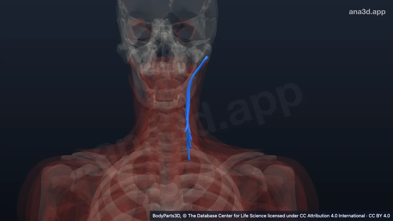 3D model: left longissimus capitis