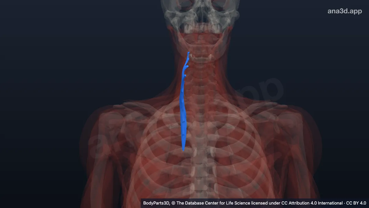 3D model: right longissimus cervicis