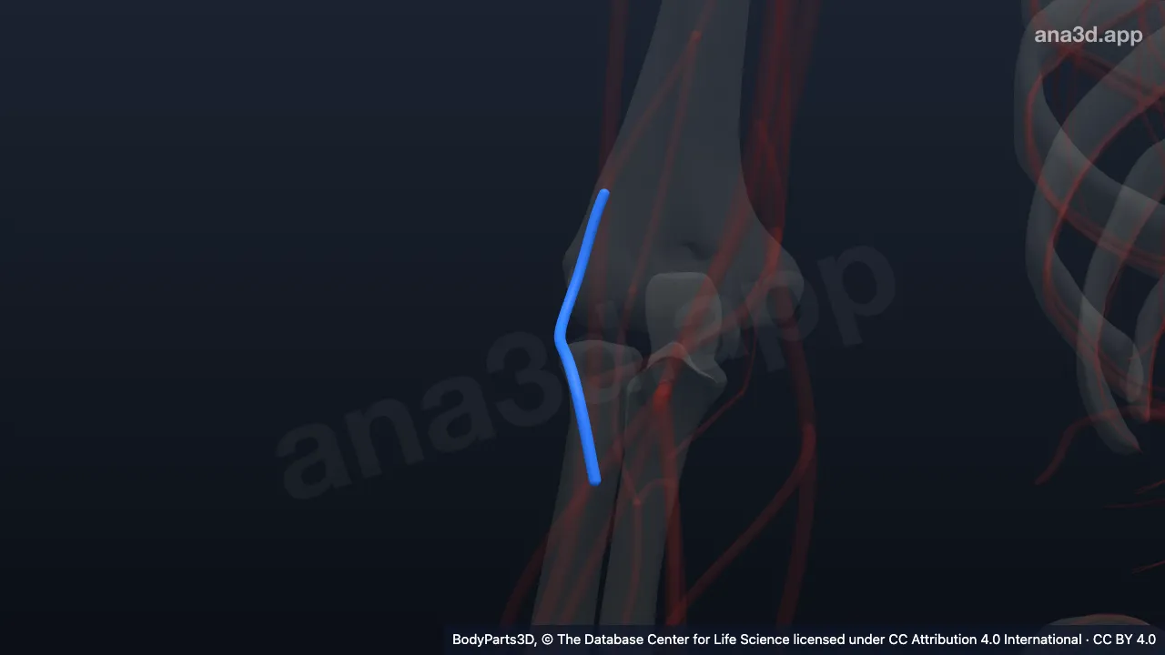 3D model: right radial recurrent artery