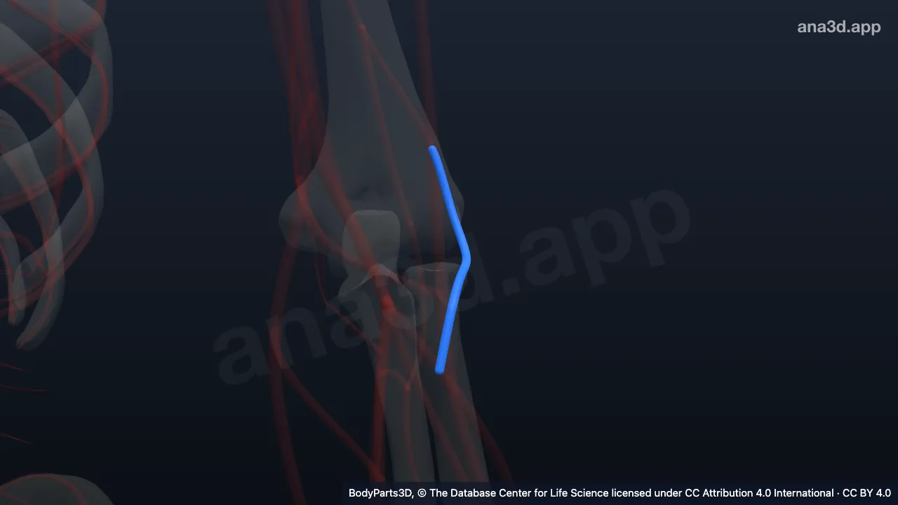 Modelo 3D: Artéria recorrente radial esquerda