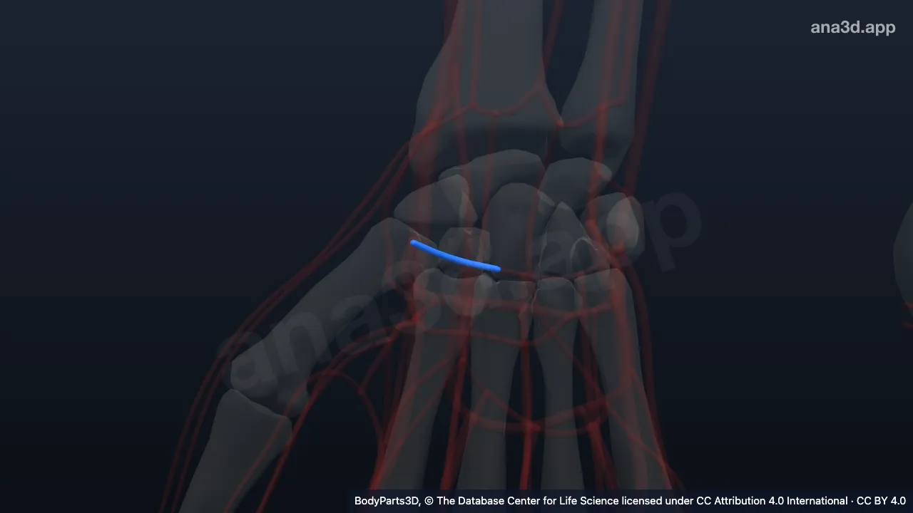Model 3D: Cabang karpal dorsalis arteri radialis kanan