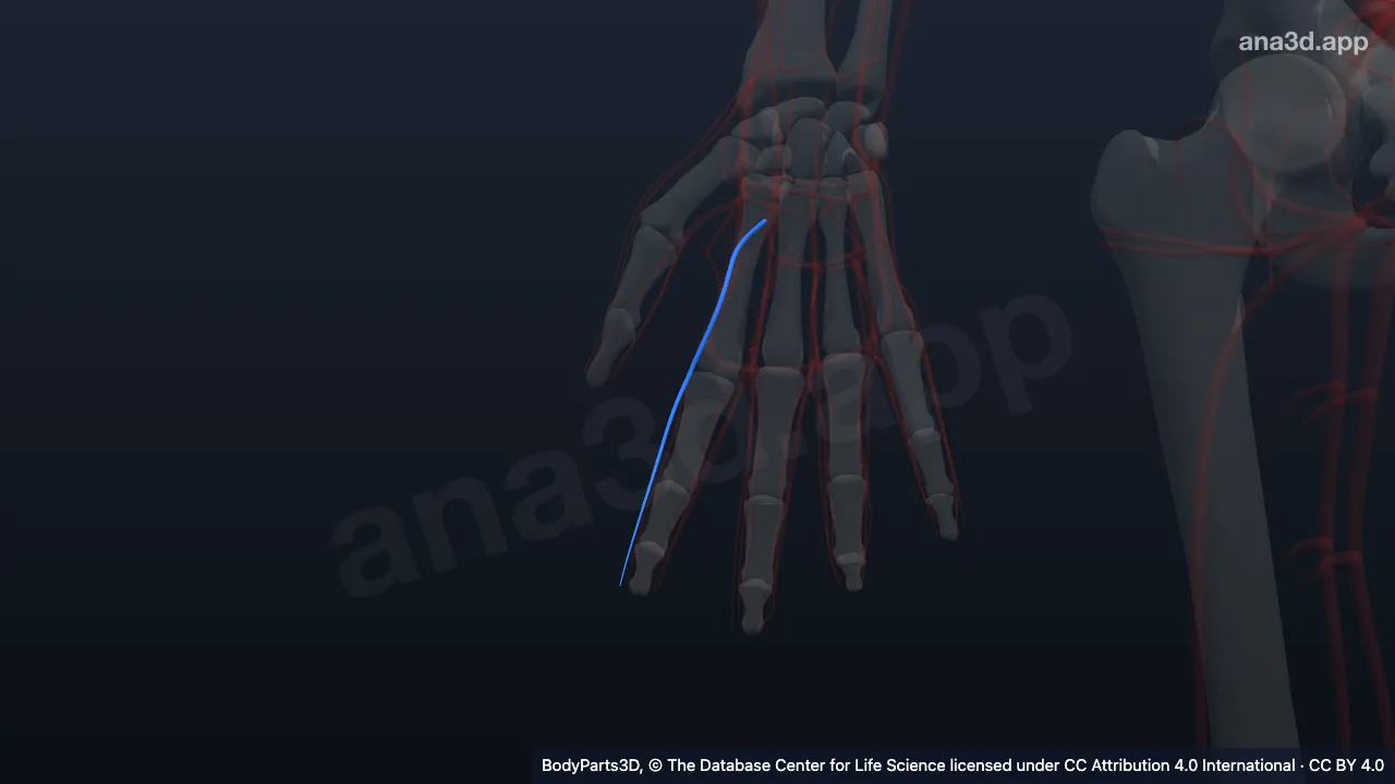 3D model: right arteria radialis indicis