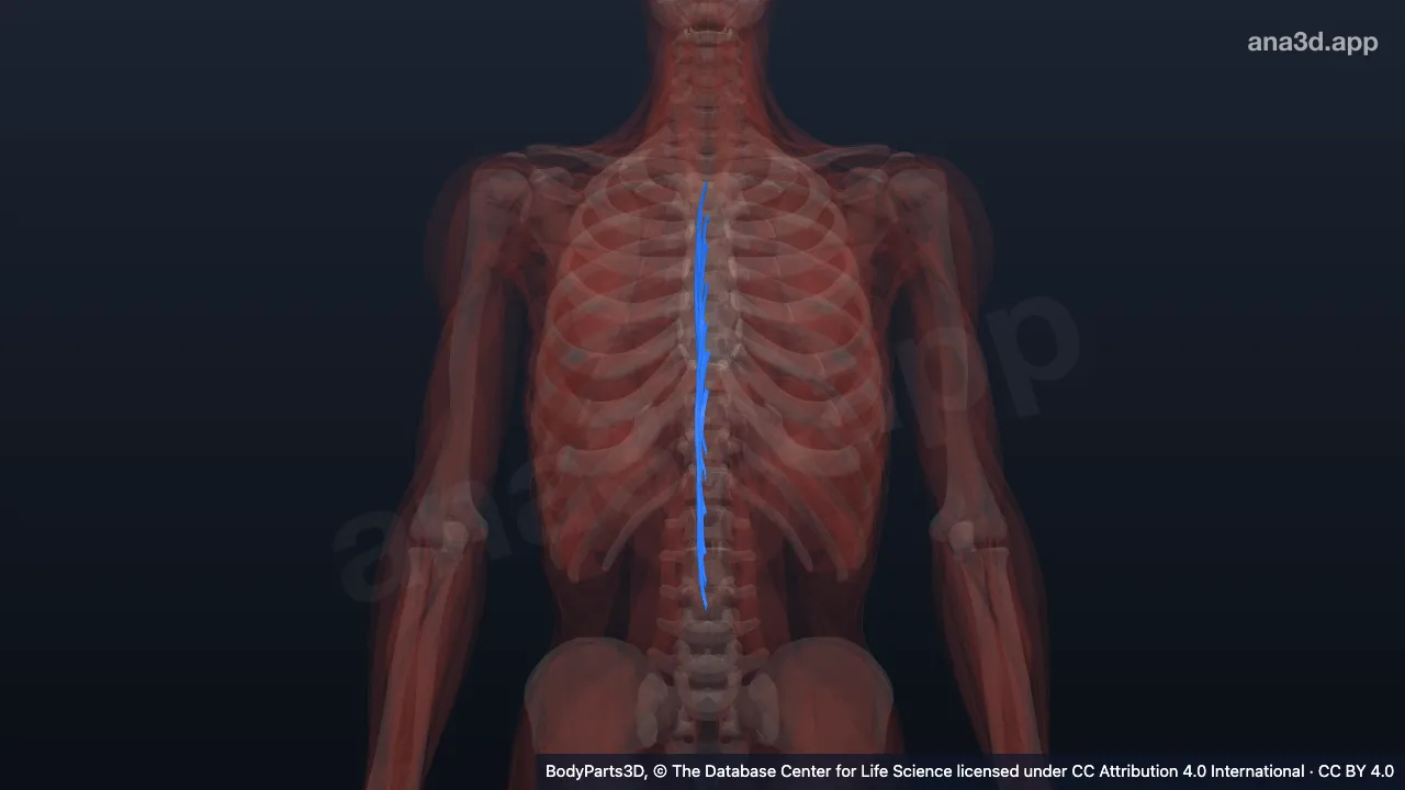 3D model: right spinalis thoracis
