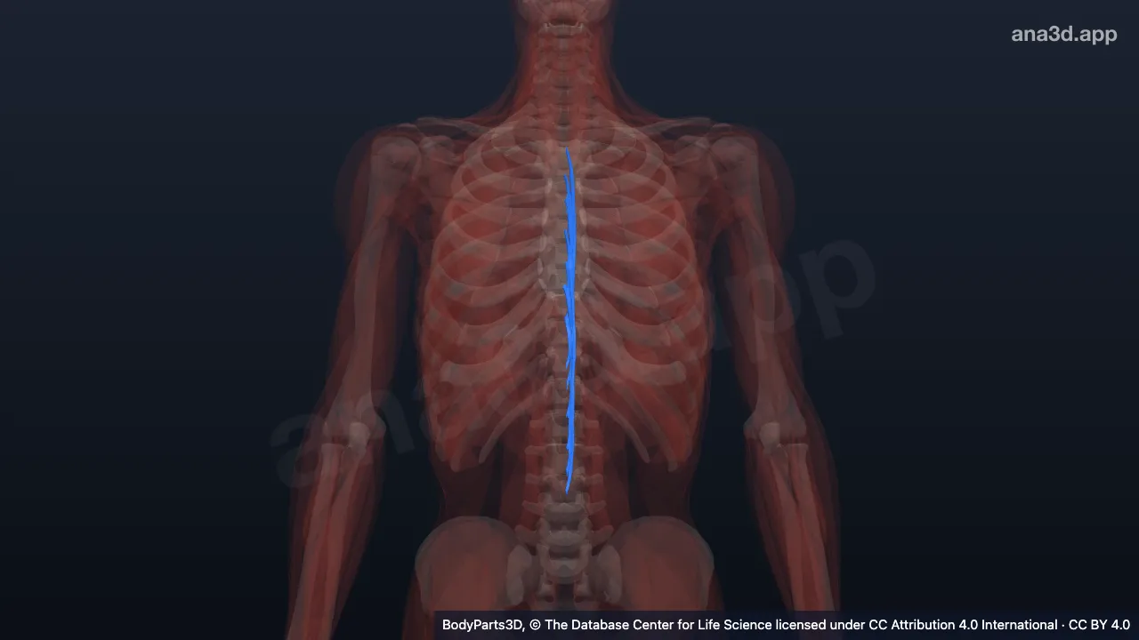 3D model: left spinalis thoracis