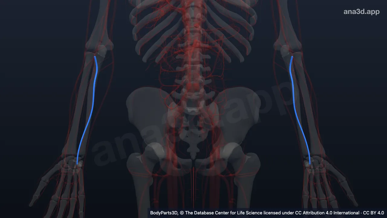 Modelo 3D: arteria ulnar