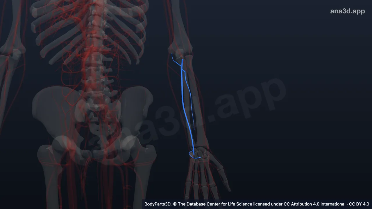 3D model: left ulnar artery