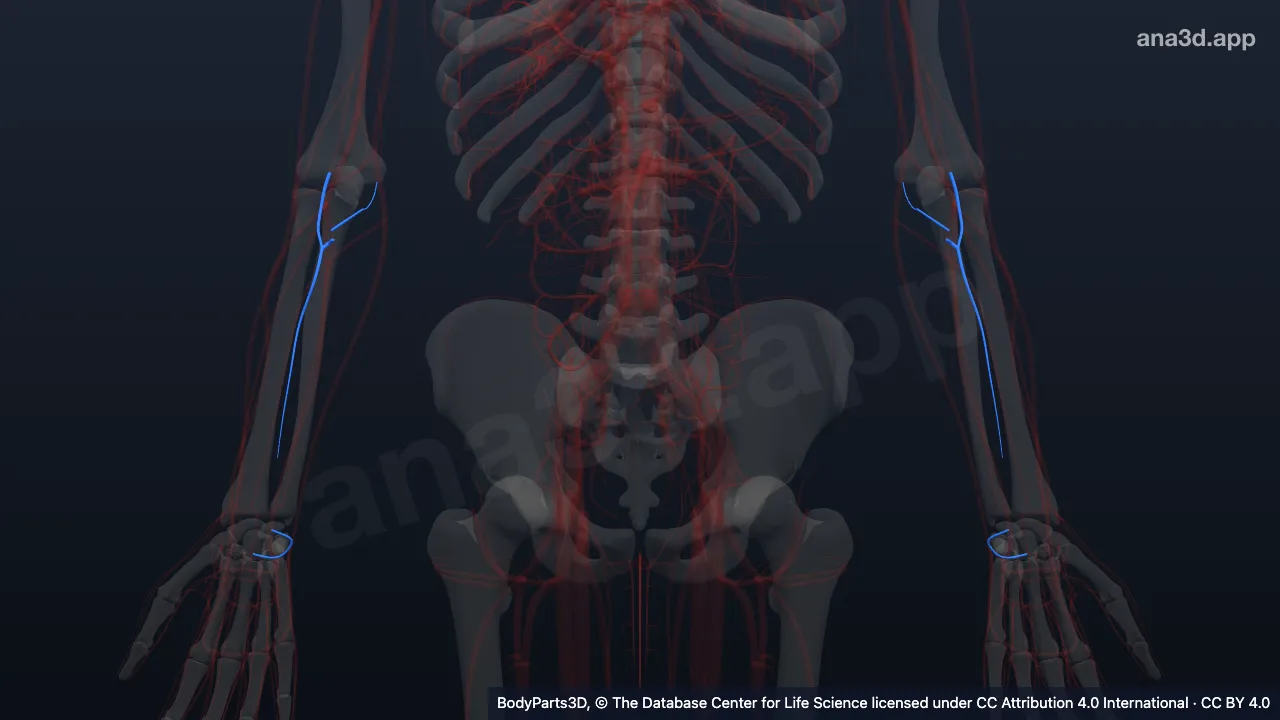 Modelo 3D: Ramo da artéria ulnar