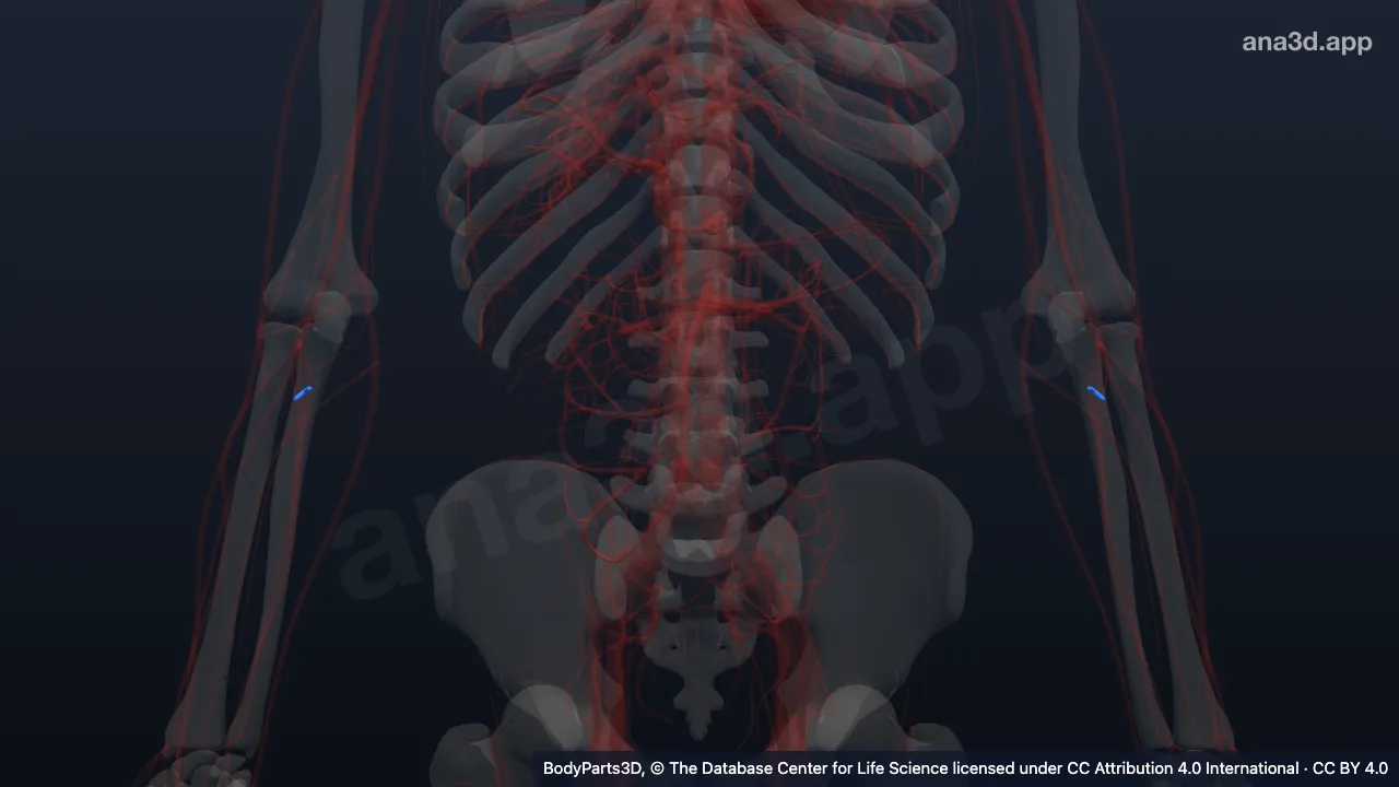 3D model: common interosseous artery