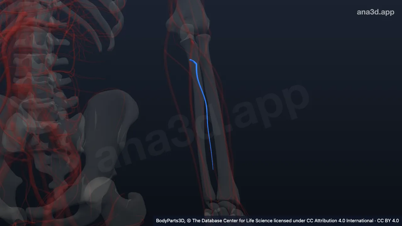 3D model: left common interosseous artery