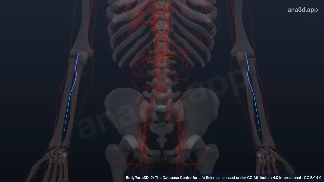 3D model: branch of common interosseous artery