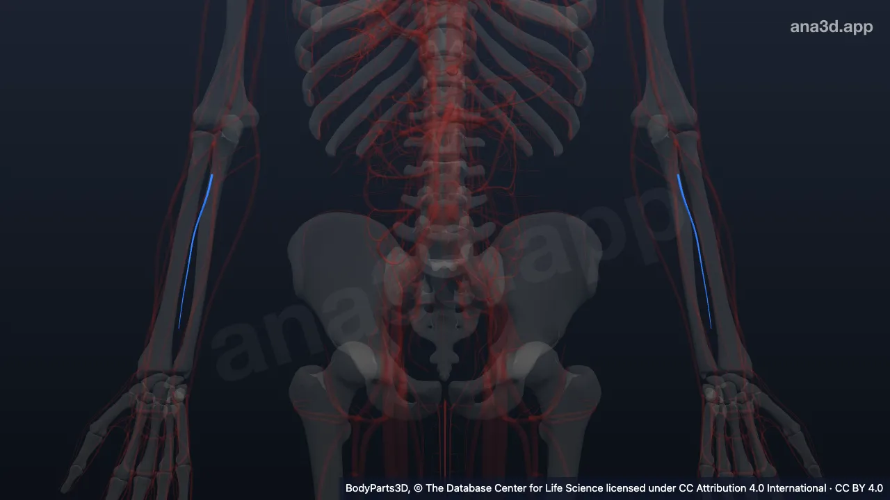 Modelo 3D: Arteria interósea anterior