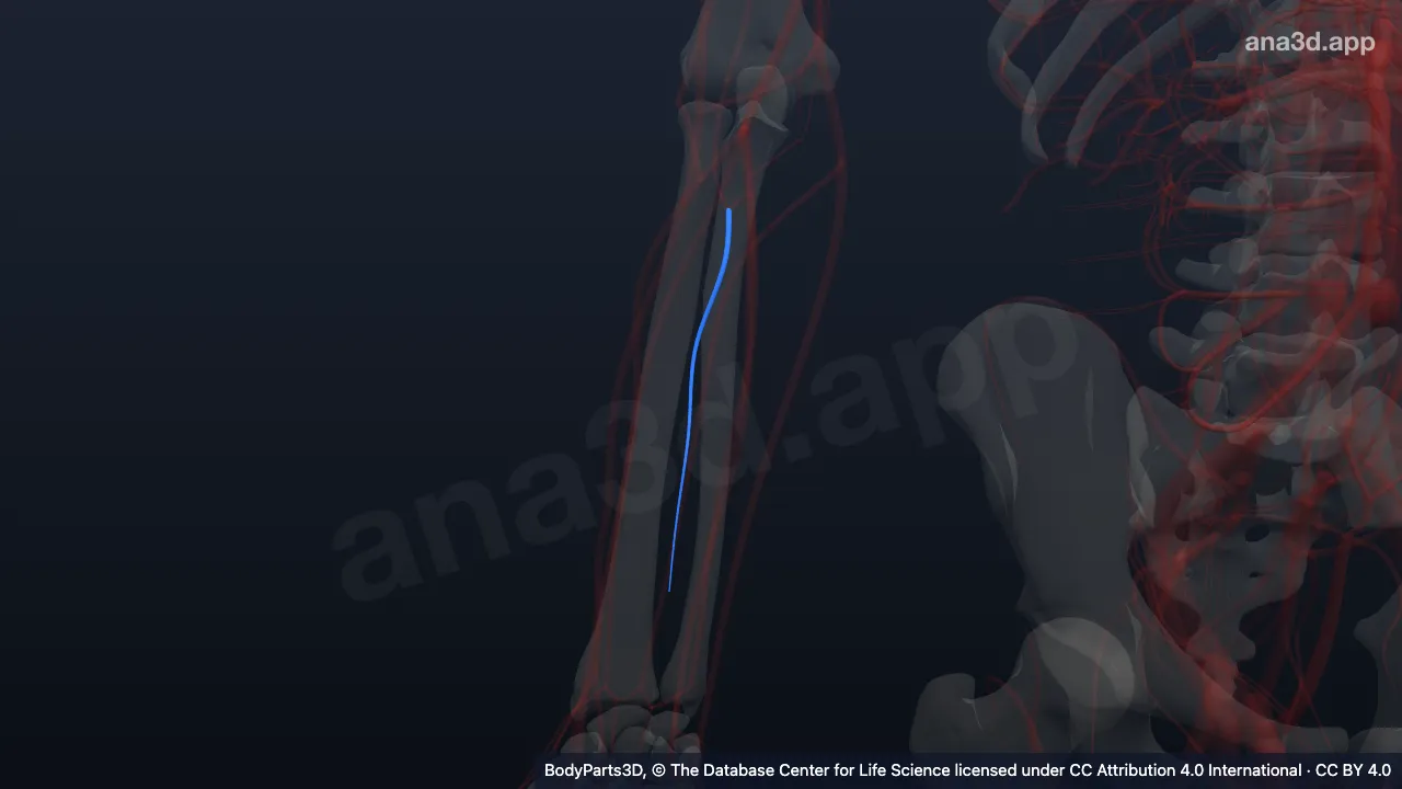 3D model: right anterior interosseous artery