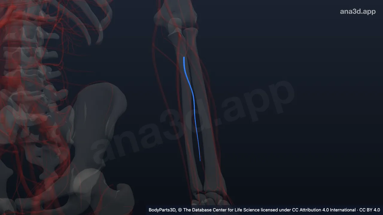 3D model: left anterior interosseous artery