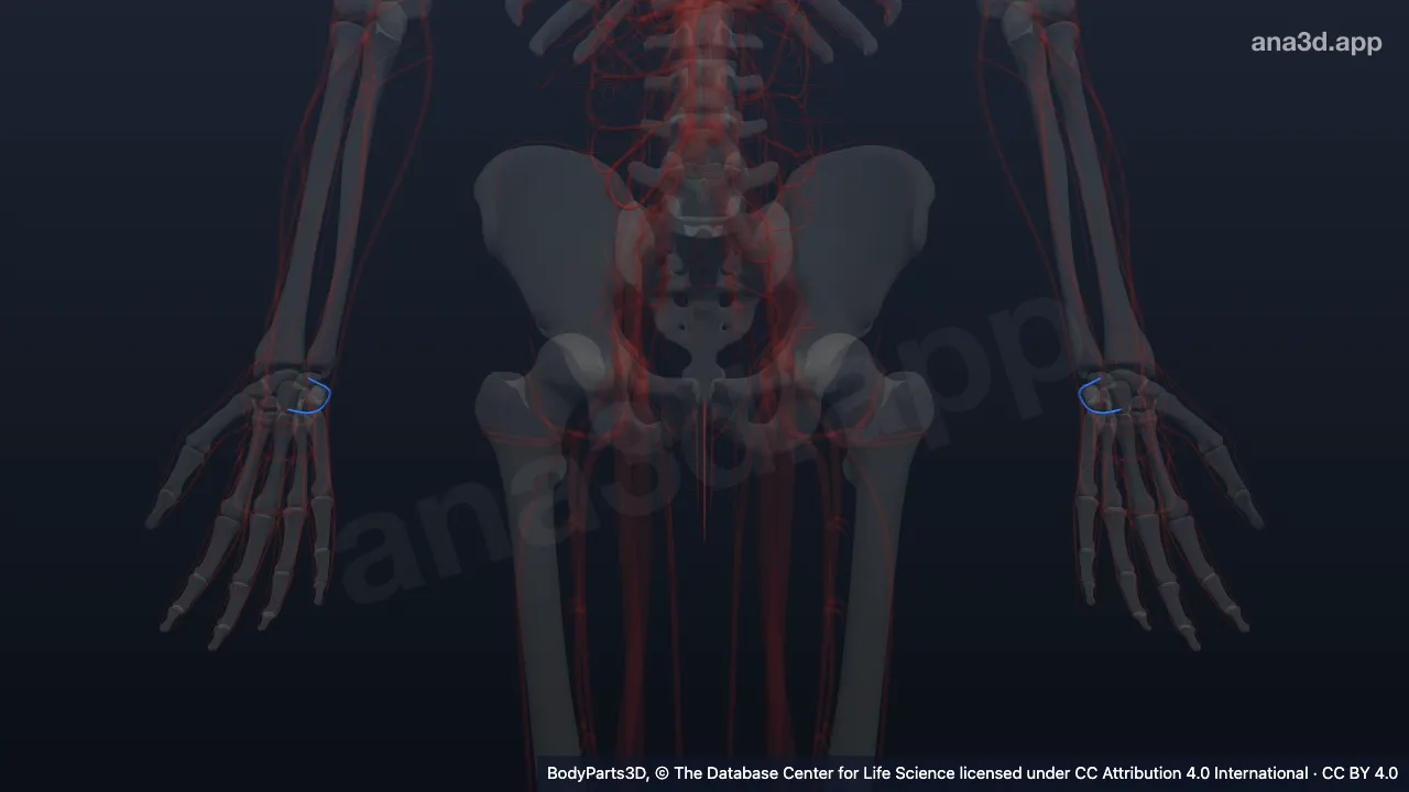 Modelo 3D: Ramo dorsal do carpo da artéria ulnar