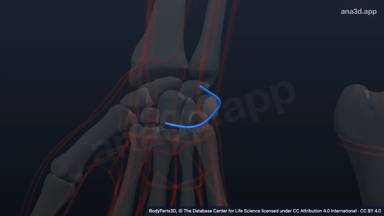 Model 3D: Cabang karpal dorsalis arteri ulnaris kanan