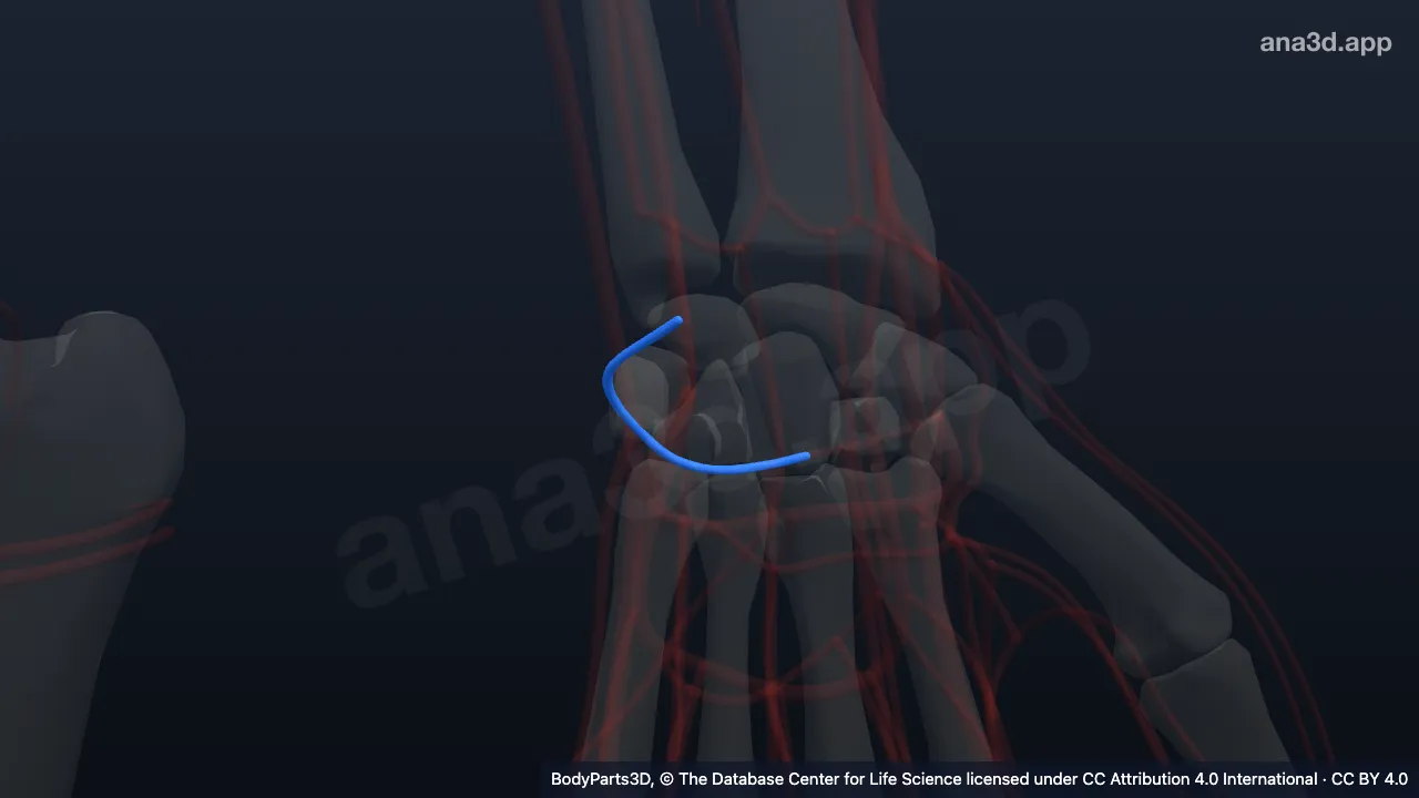 3D model: left dorsal carpal branch of ulnar artery