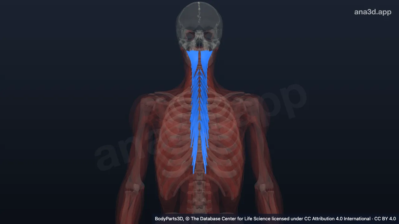 3D model: semispinalis