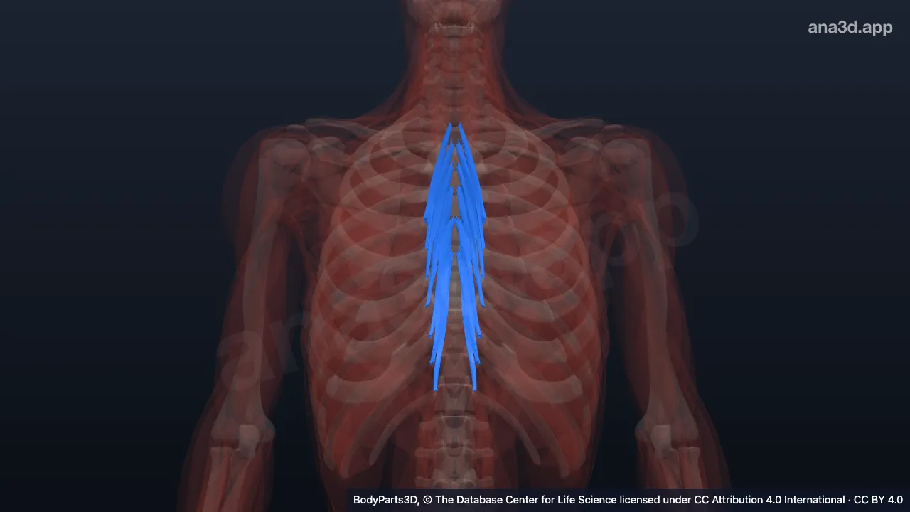 3D-Modell: Musculus semispinalis thoracis