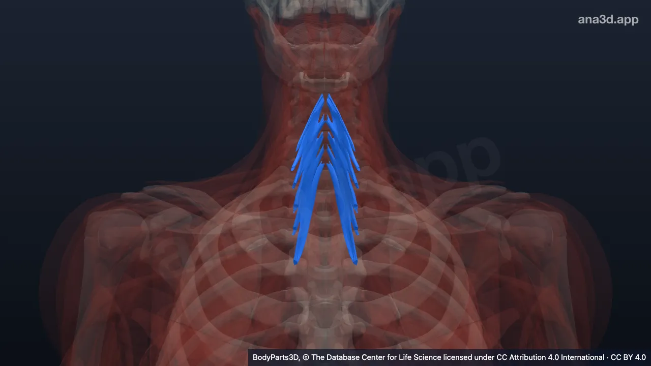 Modèle 3D : muscle semi-épineux du cou