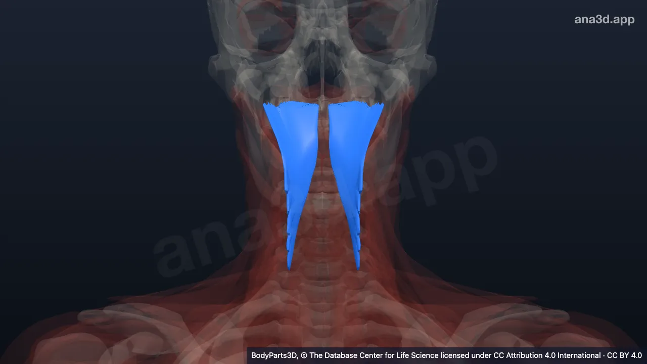3D model: semispinalis capitis