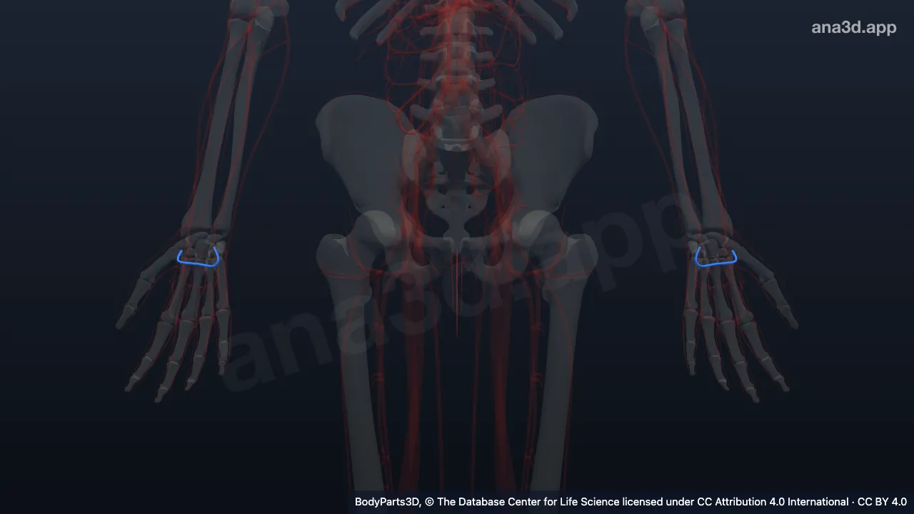 3D model: deep palmar arterial arch