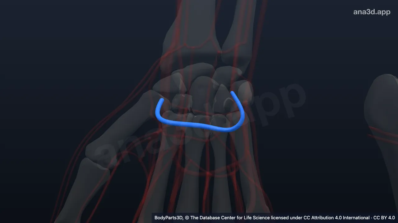 Modelo 3D: Arco palmar profundo derecho