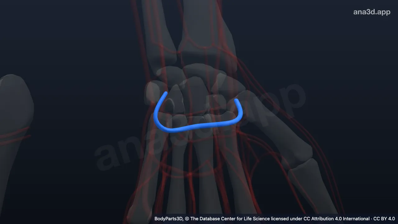 3D model: left deep palmar arch