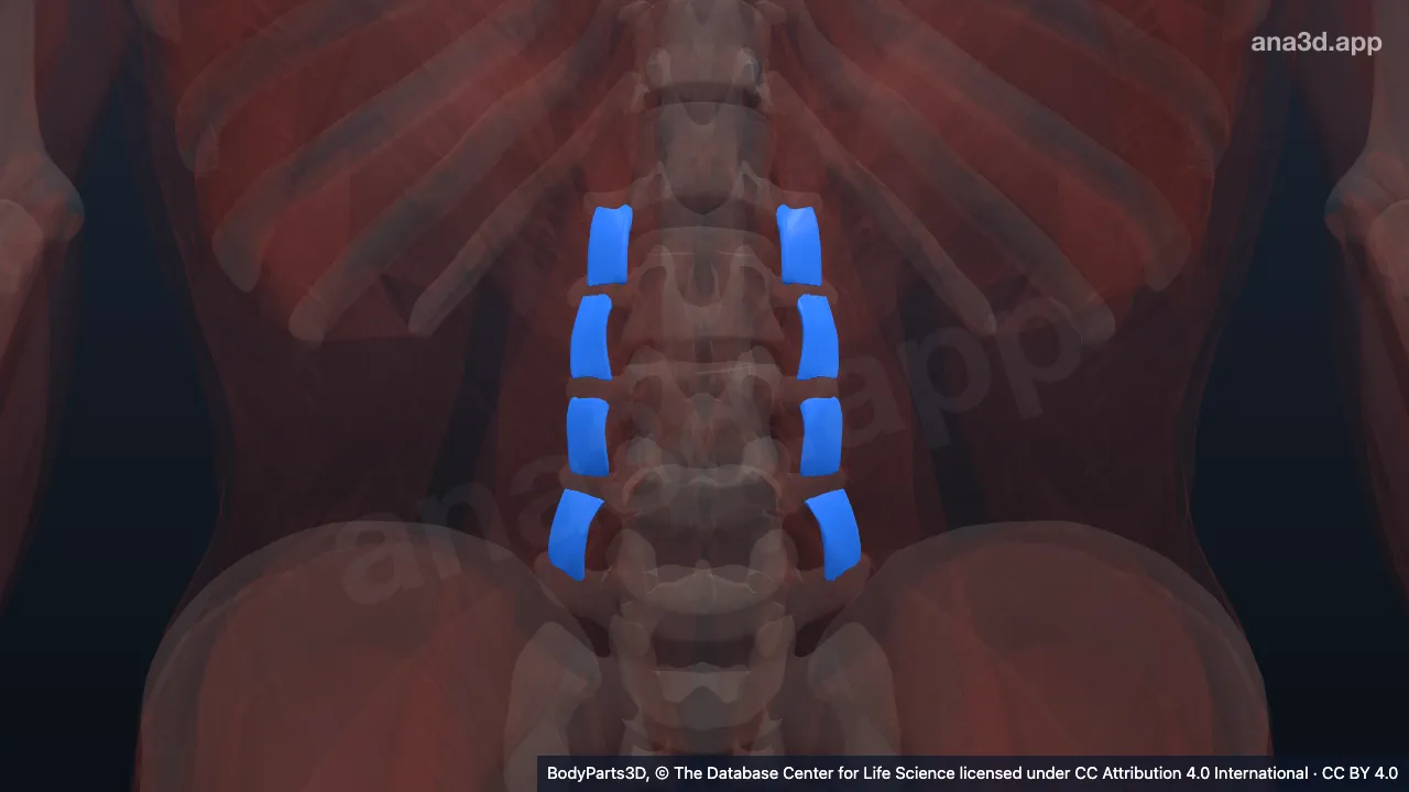 Model 3D: Otot intertransversarius medialis lumborum