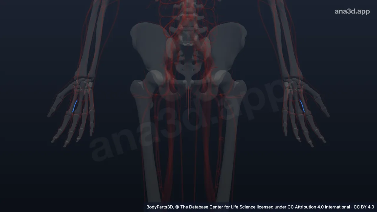 Model 3D: Arteri digitalis palmaris komunis ke-1