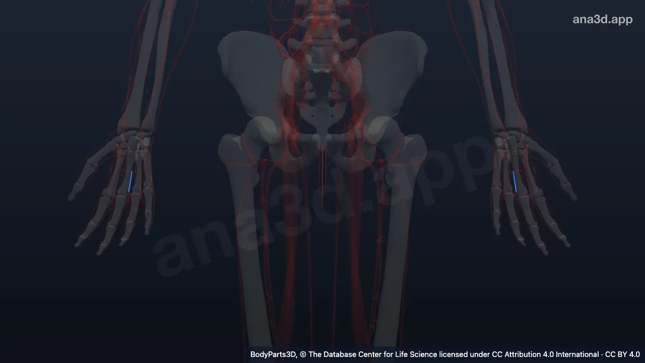 3D model: second common palmar digital artery