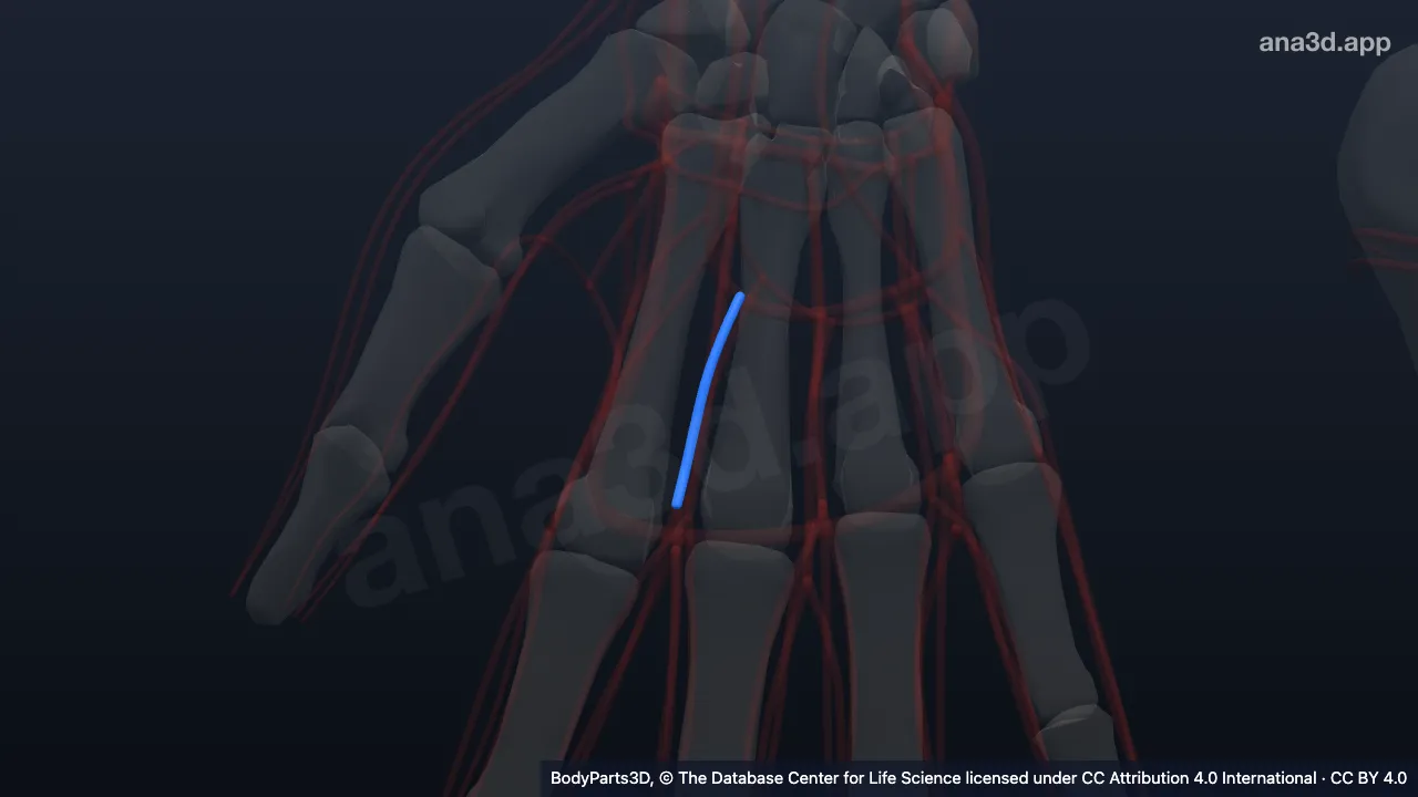 3Dモデル：右第1総掌側指動脈