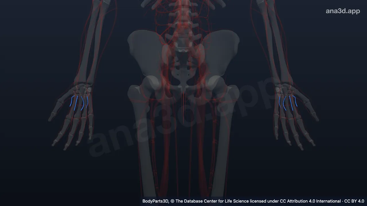 Modelo 3D: Artéria metacarpal palmar