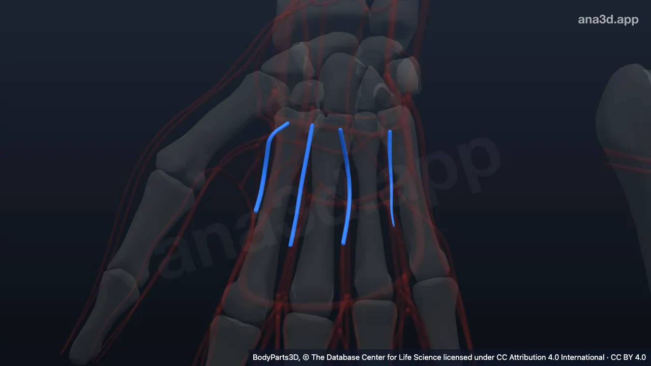 3D-Modell: Rechte Arteria metacarpalis palmaris
