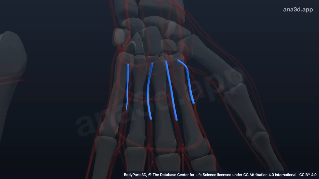 Modelo 3D: Artéria metacarpal palmar esquerda
