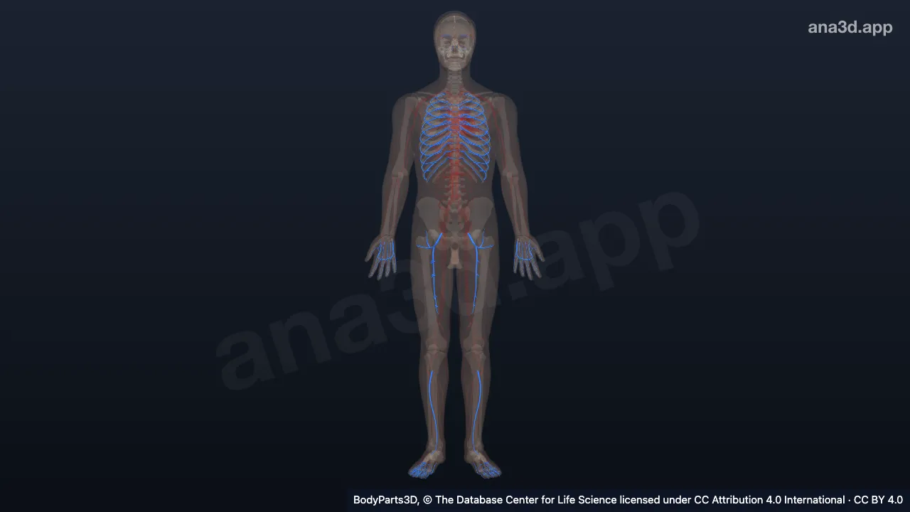 Modelo 3D: Conjunto de partes de órgão
