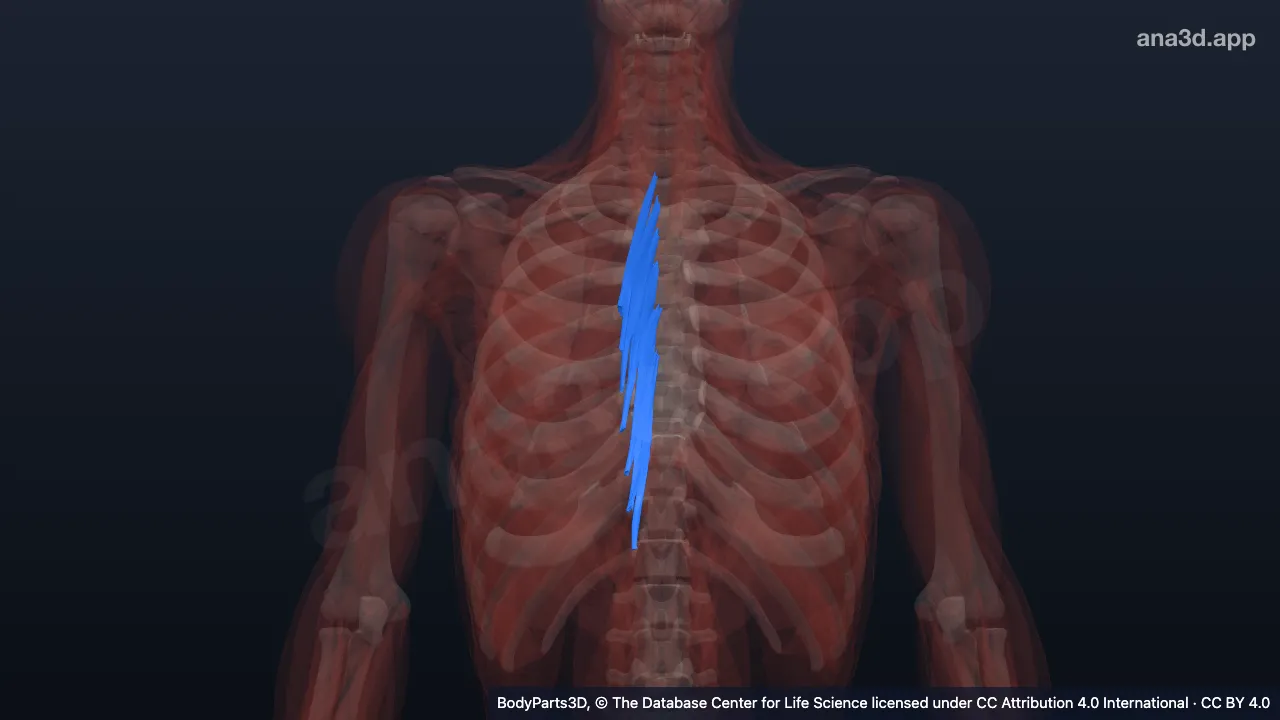 3D-Modell: Rechter Musculus semispinalis thoracis