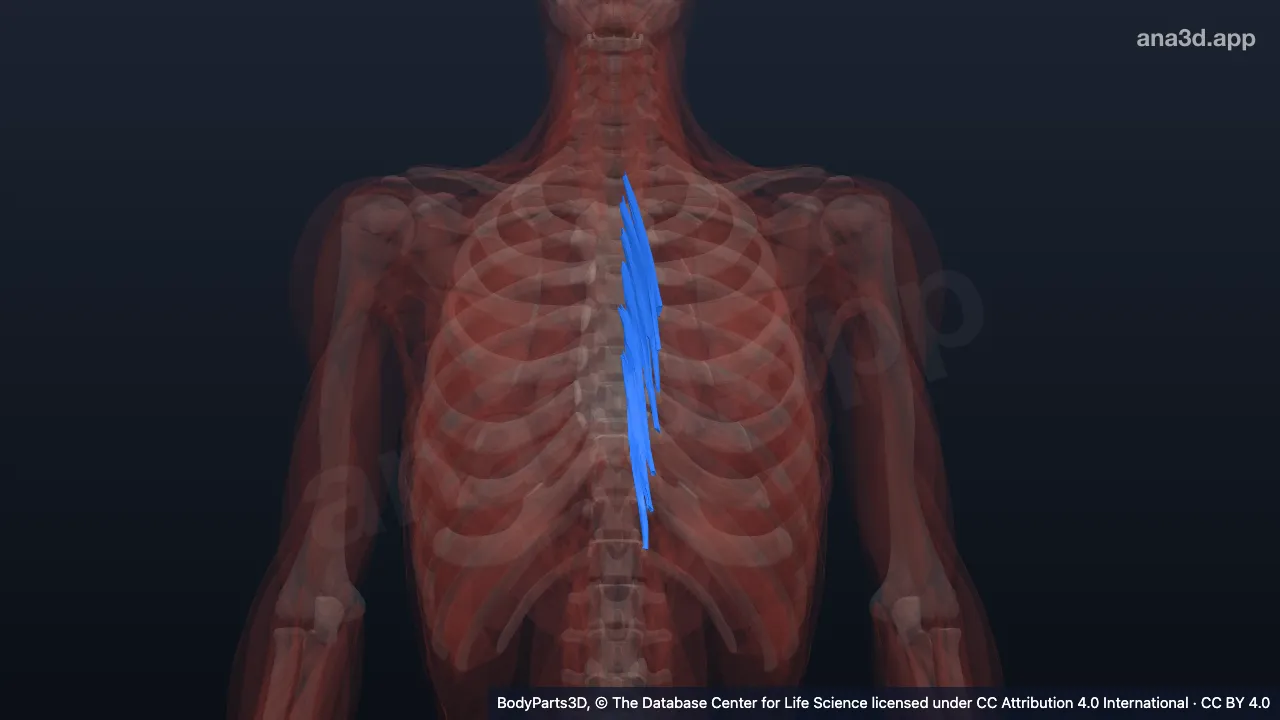 3D model: left semispinalis thoracis